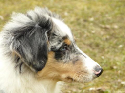 Webinar: Der Epilespiewarnhund