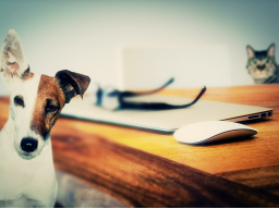 Webinar: Mit Tieren sprechen? Na klar :-)