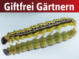 Webinar: Schädlinge im Garten: So lösen sie die häufigsten Probleme super einfach