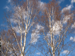 Webinar: Geheimnisvolles Finnland