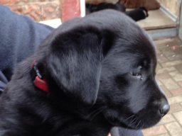 Webinar: Welpenspielstunden sind negativ für Ihren Hund