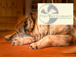 Webinar: Arthrose beim Hund - Wie entsteht sie? Was kann ich tun?