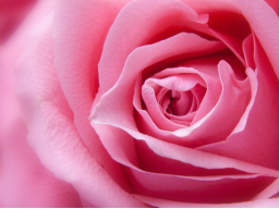 Webinar: Kostenlos: Wie verbringen Sie Ihren Valentinstag allein und glücklich?