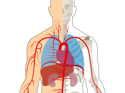 Webinar: Basiskurs viszerale Osteopathie & Schmerz