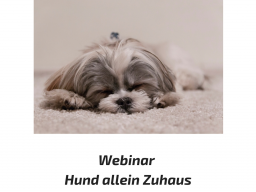 Webinar: Hund entspannt allein Zuhause
