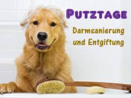Webinar: Darmgesundheit mit Charme