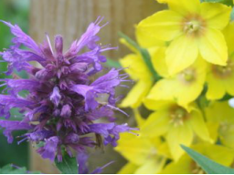 Webinar: Essbare Sommerblüten Teil 2