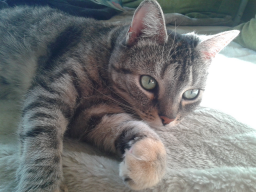 Webinar: Katzen barfen - Eine Einführung