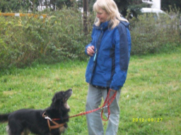 Webinar: Hundetraining: Strafen? Nein, danke!