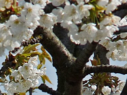 Webinar: Welche Hochbegabungen zeigt mein Kind?