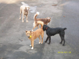 Webinar: Ausdrucksverhalten Hund