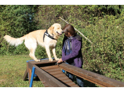 Webinar: Sinnvolle Beschäftigung für den Hund