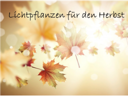 Webinar: Lichtpflanzen gegen Wintermelancholie