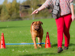 Webinar: Crossdogging für Hundetrainer - Einsteigerwebinar