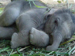 Webinar: Warum ein Elefant als Anti-Stress-Coach für Menschen? - Online-Vortrag!