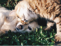 Webinar: Gesunde Hunde- und Katzenernährung