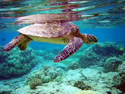 Webinar: Rohstoff-Trading Trendfolgesystem - Turtles Strategie