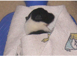 Webinar: 1. Hilfe am Hund - Teil 1