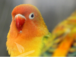 Webinar: Wildkräuter in der Tierernährung - Vögel