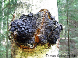 Webinar: CHAGA -DER GEHEIMNISVOLLE PILZ