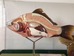 Webinar: Der Koi und seine Anatomie