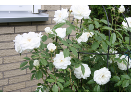 Webinar: Rosen Träume