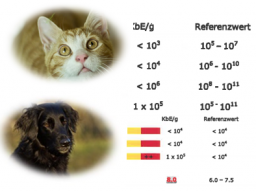 Webinar: Die Darmflora Hund und Katze