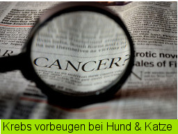 Webinar: Krebs-Vermeidung für Hund & Katze