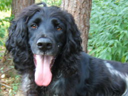 Webinar: Wildkräuter in der Tierernährung - Hund