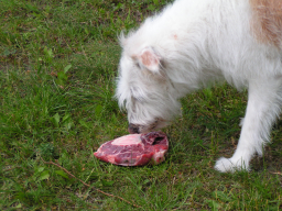 Webinar: Wohl bekomm's - Dein Hund ist, was er frisst. Teil 2
