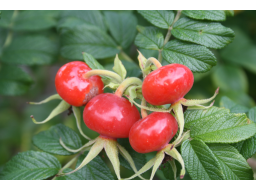 Webinar: Wilde Früchte lecker zubereiten