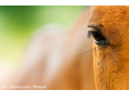 Webinar: Farblicht für Tiere - eine Einführung