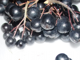 Webinar: Ernährungs - LÜGEN