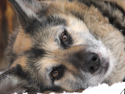 Webinar: Info: Tiere, Tod & Trauer