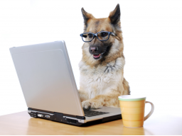 Webinar: Traditionelle Chinesische Arzneimitteltherapie für Tiere Teil 2