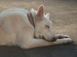 Webinar: Ausdrucksverhalten Hund