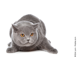 Webinar: Meine Katze ist aggressiv