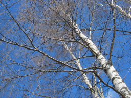 Webinar: Geheimnis Finnland
