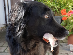 Webinar: B.A.R.F. Biologisch, Artgerechte, Roh, Fütterung, Hund