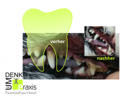 Webinar: Maul gesund ohne Narkosen = Tier gesund (um 9:00 + 20:30)