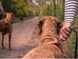 Webinar: Unterschiedliche Jagdhundetypen und ihre Bedürfnisse