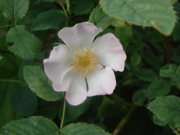 Webinar: ROSE - Königin der Blumen - mehr als Kitsch