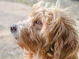 Webinar: Arbeitsgruppe THP & Tier-Ernährungsberater (Hund / Katze)