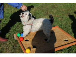 Webinar: Fragestunde für Hundehalter