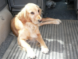 Webinar: Wenn der Hund Angst vor dem Autofahren hat...