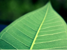 Webinar: MongoDB - Live Demo