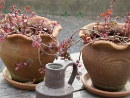 Webinar: Pflanzen zwischen gut und böse 1. Teil