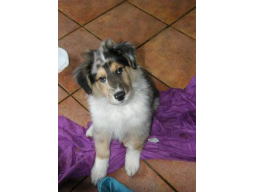 Webinar: Der Diabetikerwarnhund
