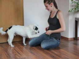 Webinar: Die Anfallswarnhunde