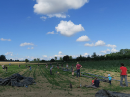 Webinar: Solidarische Landwirtschaft, selbstgemacht.